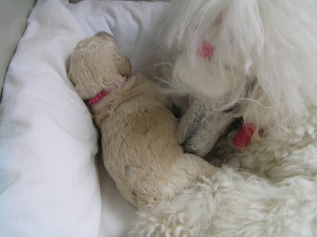 13. den BOOTES prochází očistou